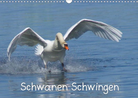 schwanenschwingen_cover